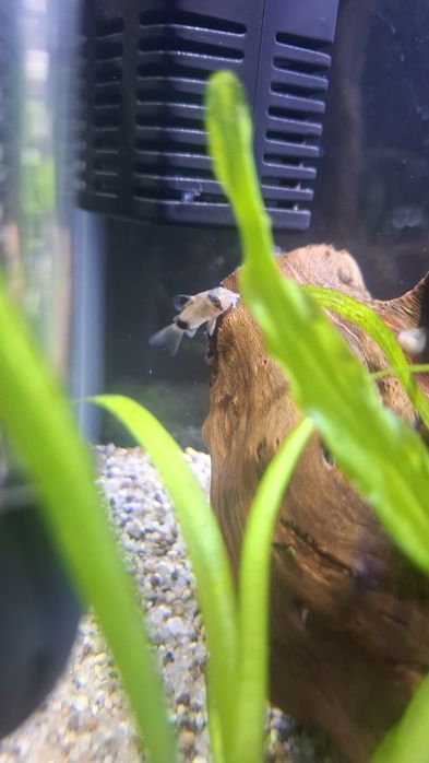 74L Natural Akvarium Komplekt, Sump Sistemali, Tayyor