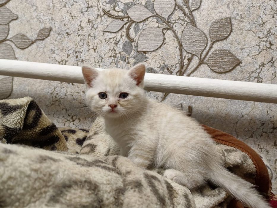 Бесплатно котята