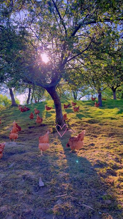 oua de vanzare din gospodărie proprie