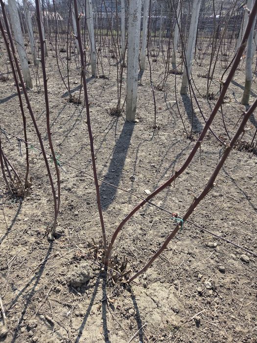 Butași  de mure altoi