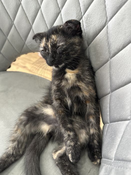 Отдам котенка срочно