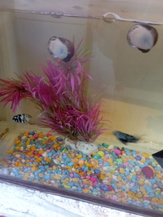 Продаю рыб в хорошем состоянии