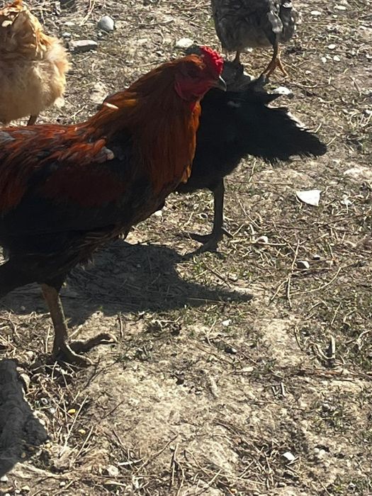 Продаётся петухи