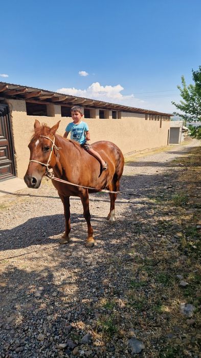 Biya sotiladi juda aqili