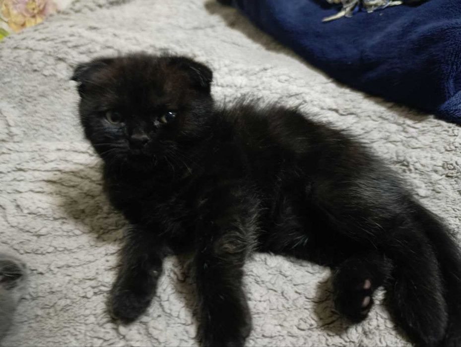 Котята скотиш фолд и страйт