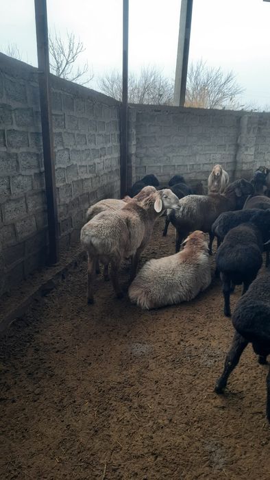 Арашан кучкорла сотилади