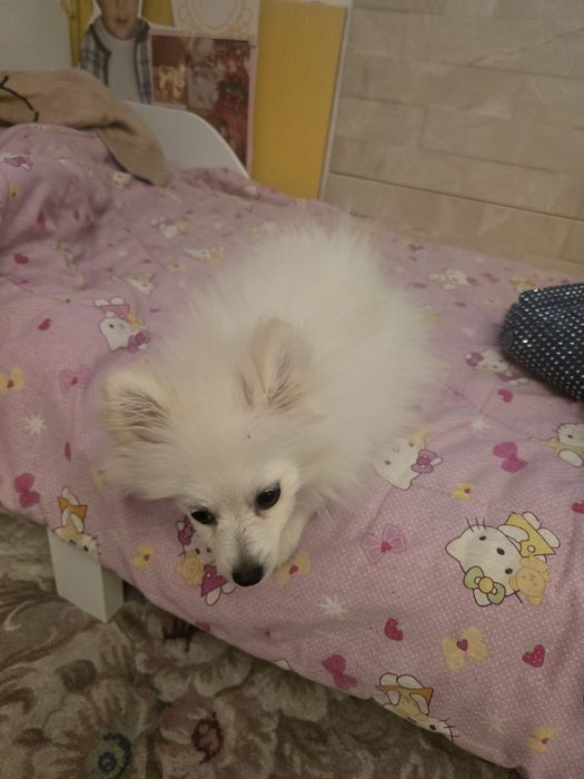 Померан 3 месеца