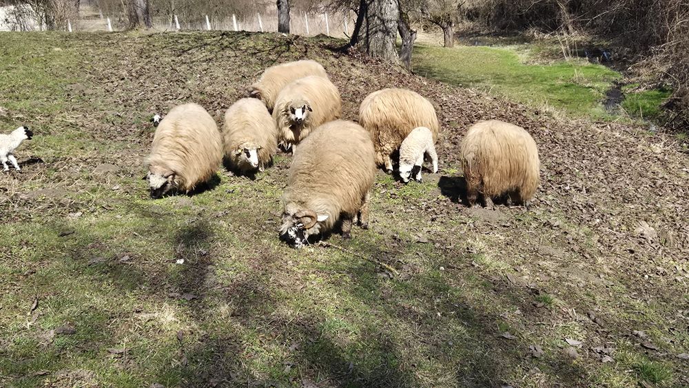 Sunt de vanzare  oi