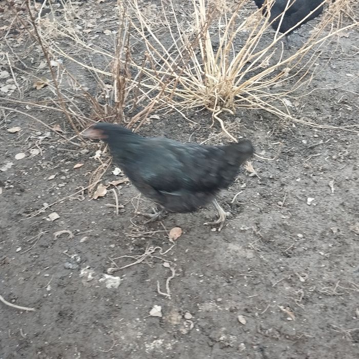 Продам петухов 5 шт