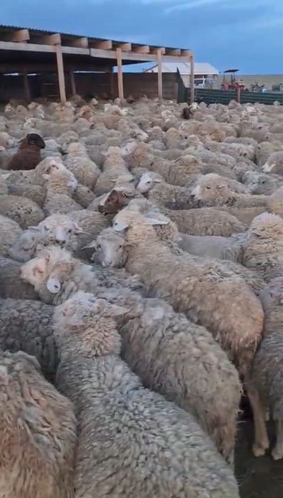 Баран / Қой оптом