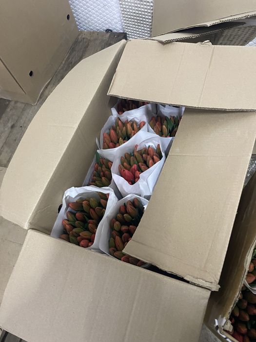 голландские тюльпаны по 450