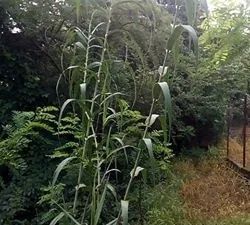 stuf gigant Arundo donax crește până la 5m