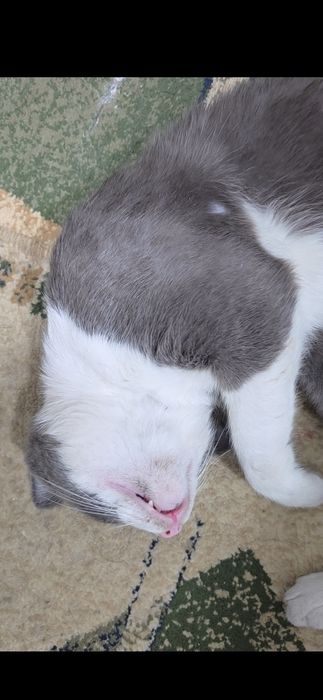 Кот большой и добрый.
