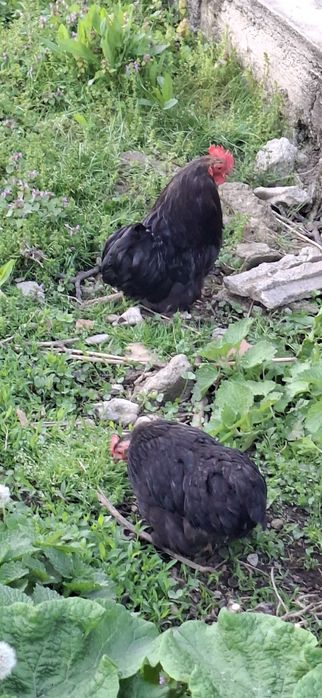 Vând cochinchina pitic