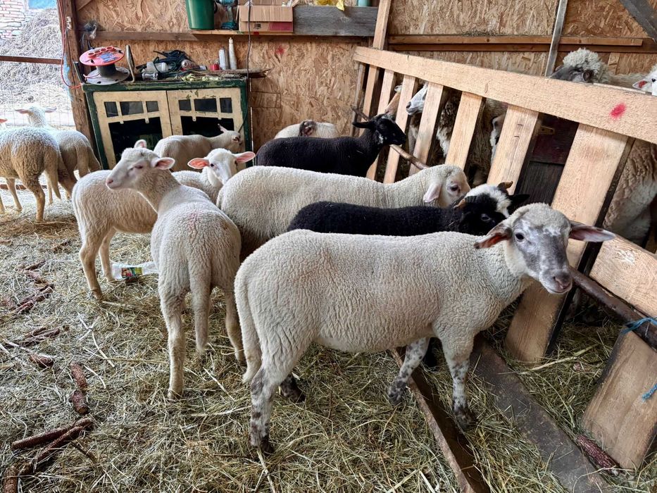 Vând miei rasa Lacaune