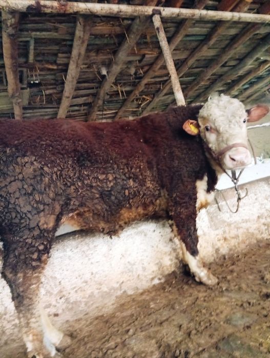 Продам бык гренфорд