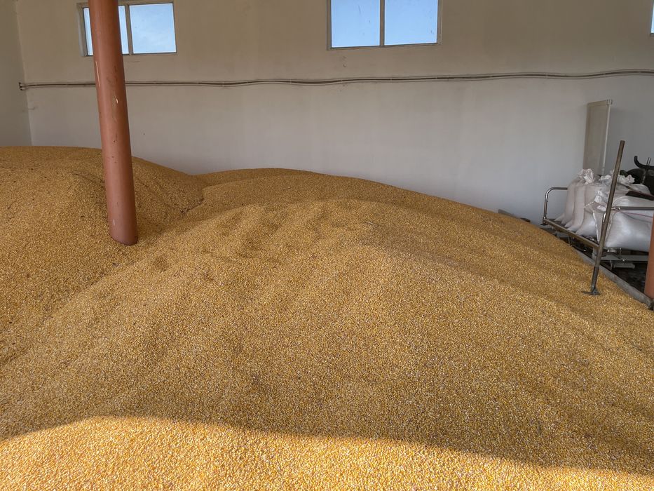 Porumb, malai  de vanzare