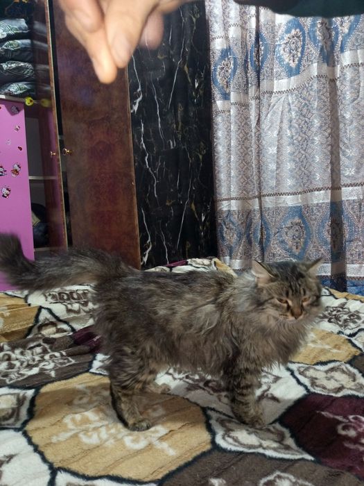 Hayland  zodli mushuk