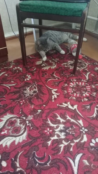 Отдам в хорошие руки