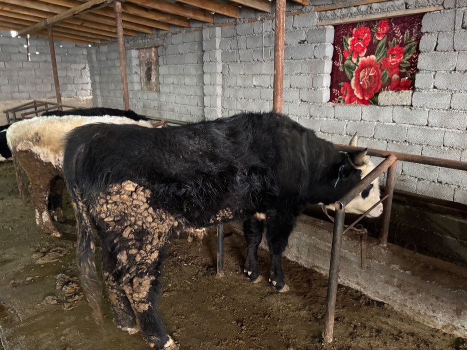 Бордақы бұқалар сатылады