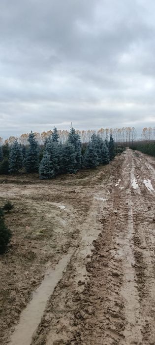 Brazi proaspeți bogați selectați din pepinieră