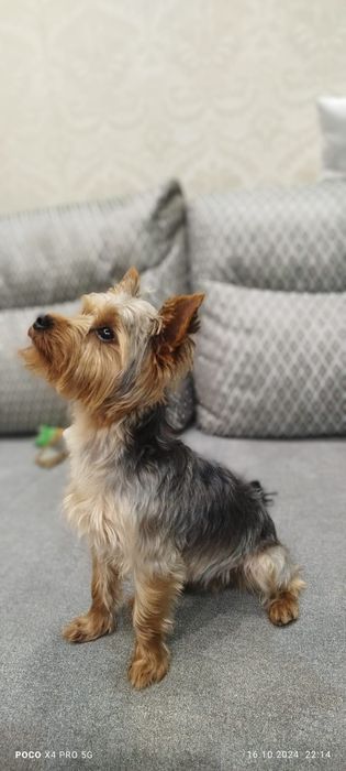 Вязка мини Йоркширский терьер