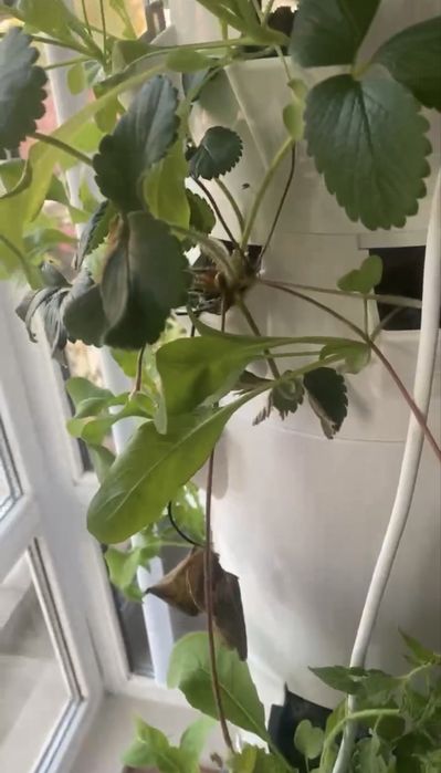 Хидропонна кула Tower Garden Juice Plus + LED осветление за отглеждане у дома