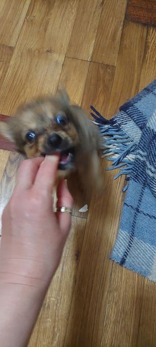 Щенок. Девочка. 1.5 месяца