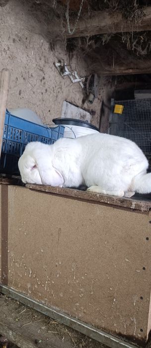 Iepurii Berbec German