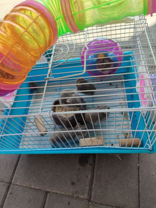 Vând 7 Hamsteri  +1 pui