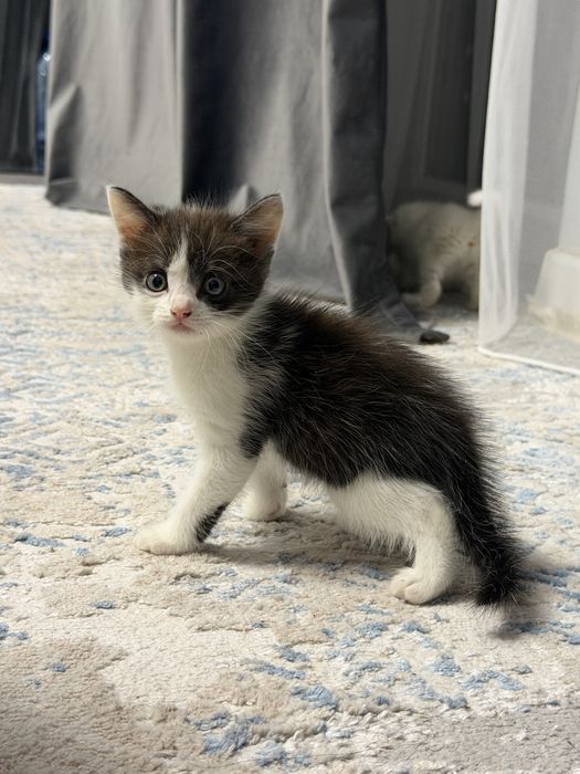 Продается породистый котёнок
