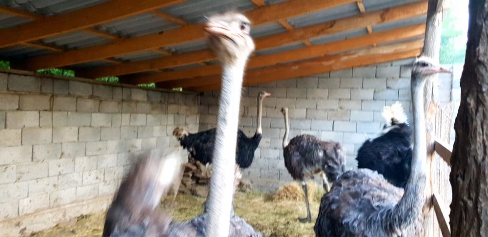 Продаётся страус