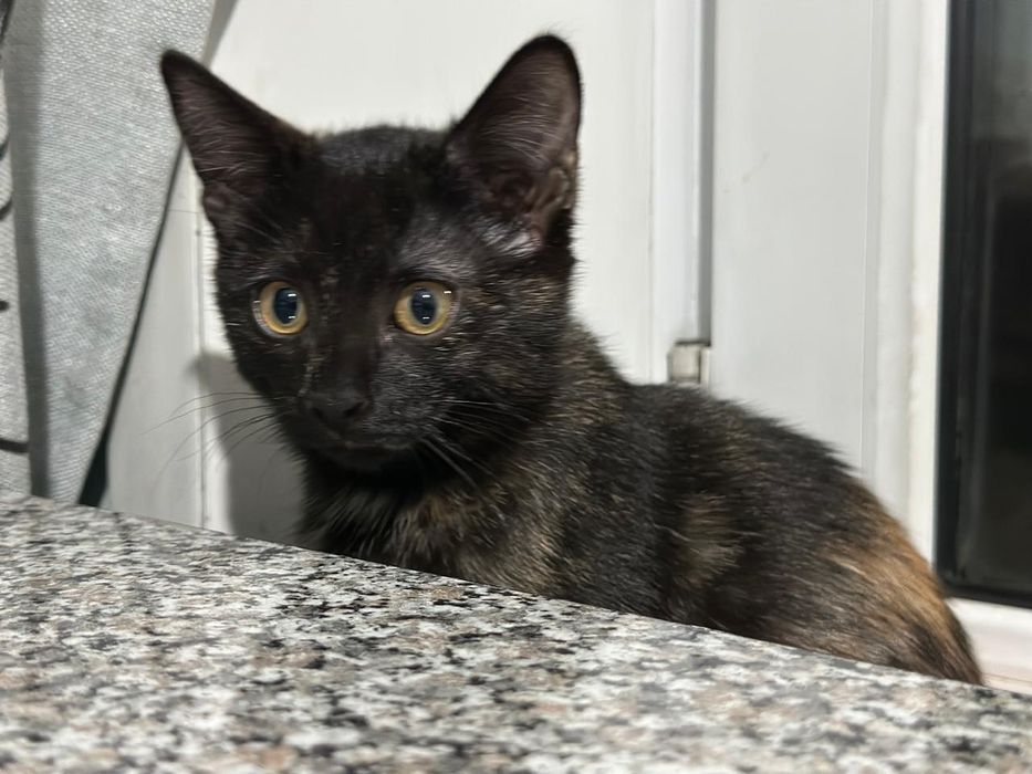 Хорошие Дарю котёнка