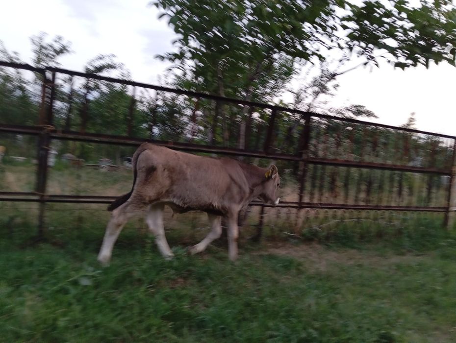 Продам бычков породы Алатау