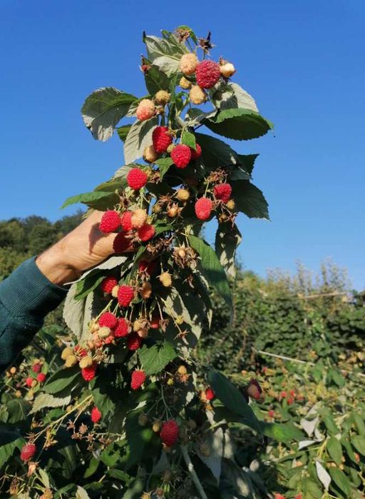 Zmeură Polka și Polana – Fructe Mari și Dulci, Plante Sănătoase!