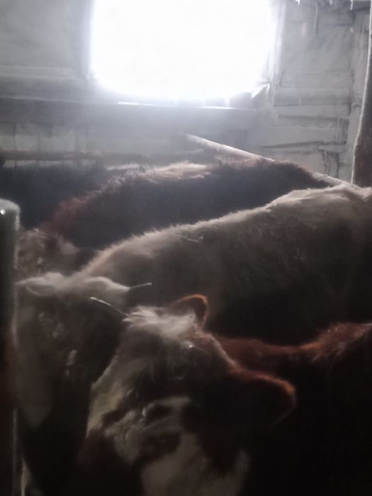 Продам подсосных бычков и телок