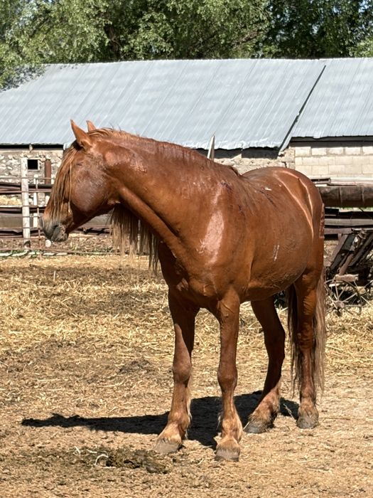 Лошадь кабыла с жеребенком и жеребец