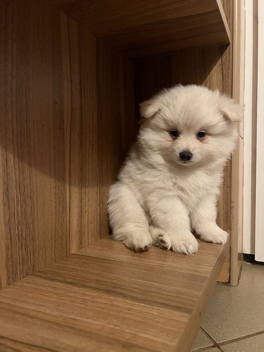 *  Catelus Pomeranian - Vaccinat -  Deparazitat *