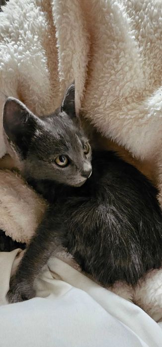 Котенок в добрые руки