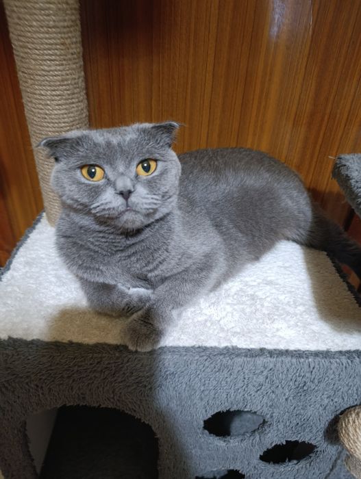 Британски котета