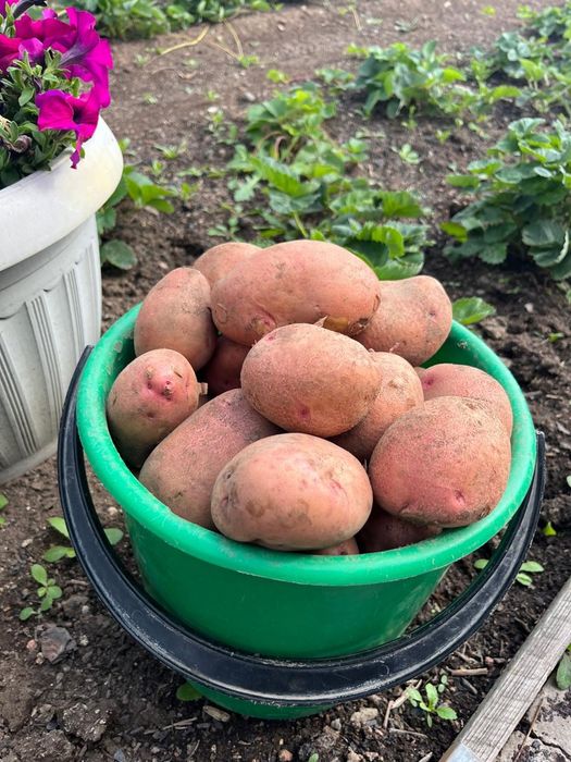 Продам дачный картофель