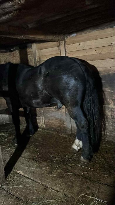 Vând mânz de 2 ani învățat