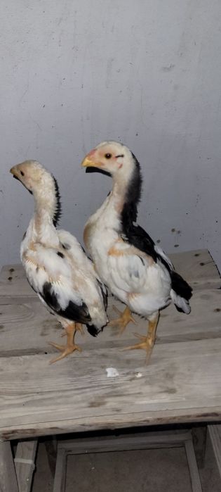 О Шамо немецкий линия