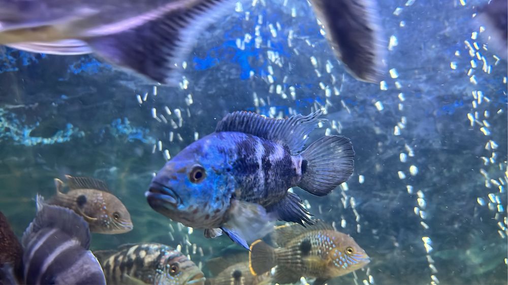 Цихлиды, Америка