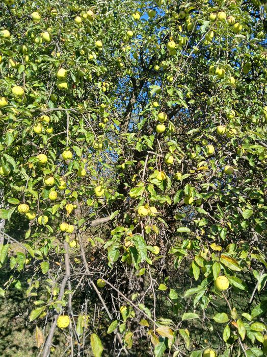 Fructe pomi fructiferi