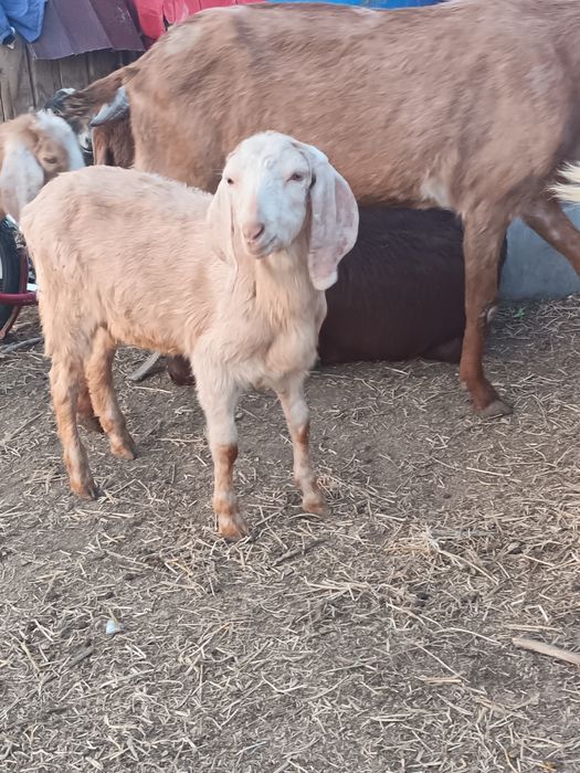 Камори коза козёл козлята