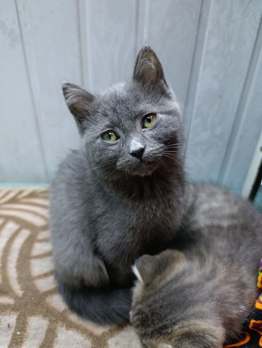 Mushuk skotch strayt ögil bola