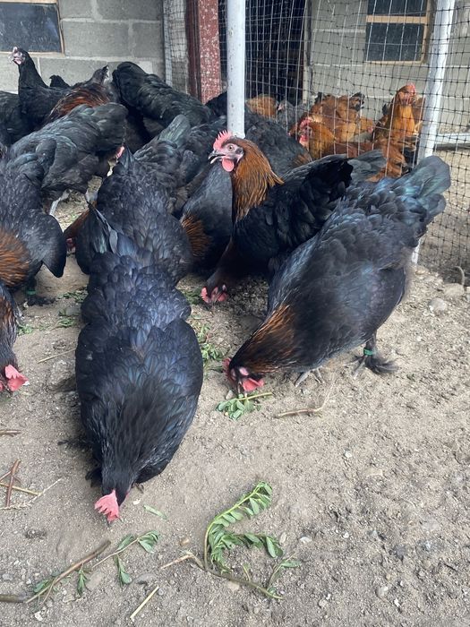 Oua incubat Marans Negru Aramiu