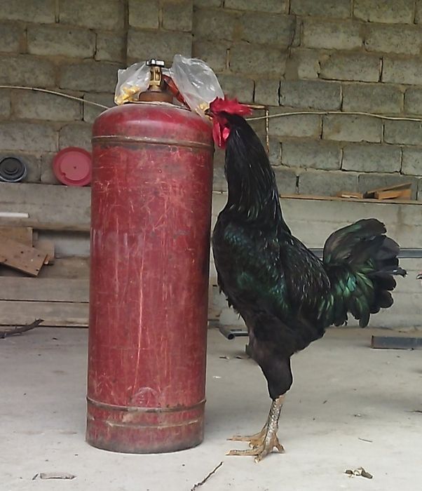 Кора Шахзода тухумларига заказ оламиз тозасини зурини бокаман деганлар