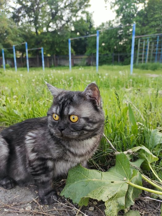 Шотландский кот ищет кошку для вязки